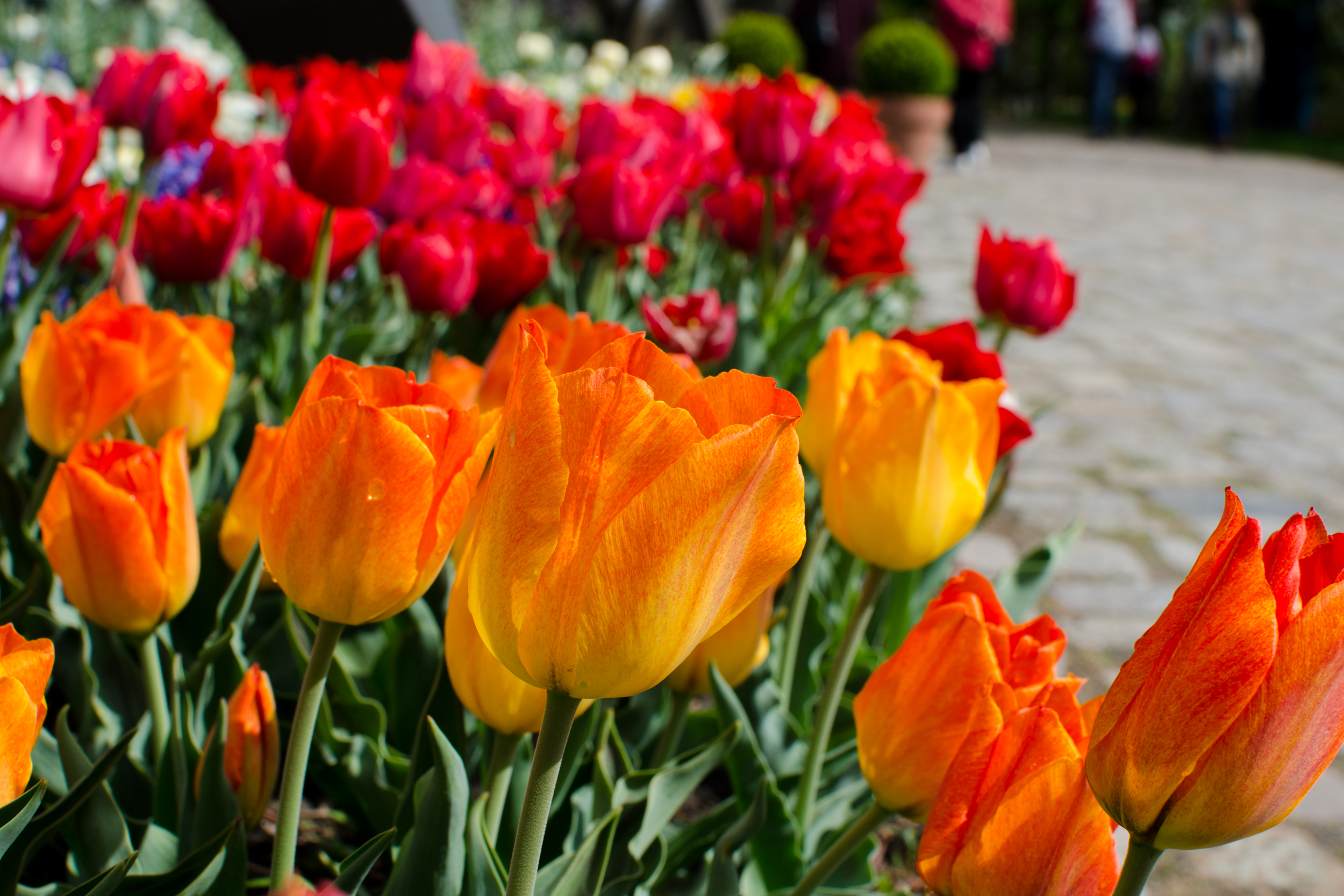 Tulipan – Tulpenfestival in de Britzer Garten